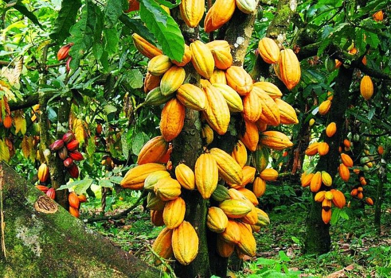 Le gouvernement ivoirien accorde une subvention aux exportateurs de cacao nationaux pour booster la filière