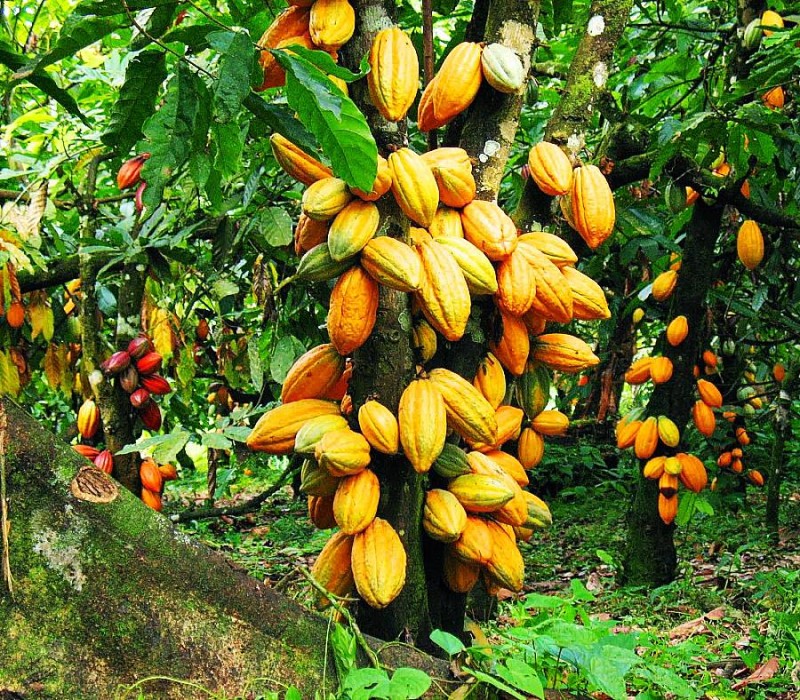 Le gouvernement ivoirien accorde une subvention aux exportateurs de cacao nationaux pour booster la filière